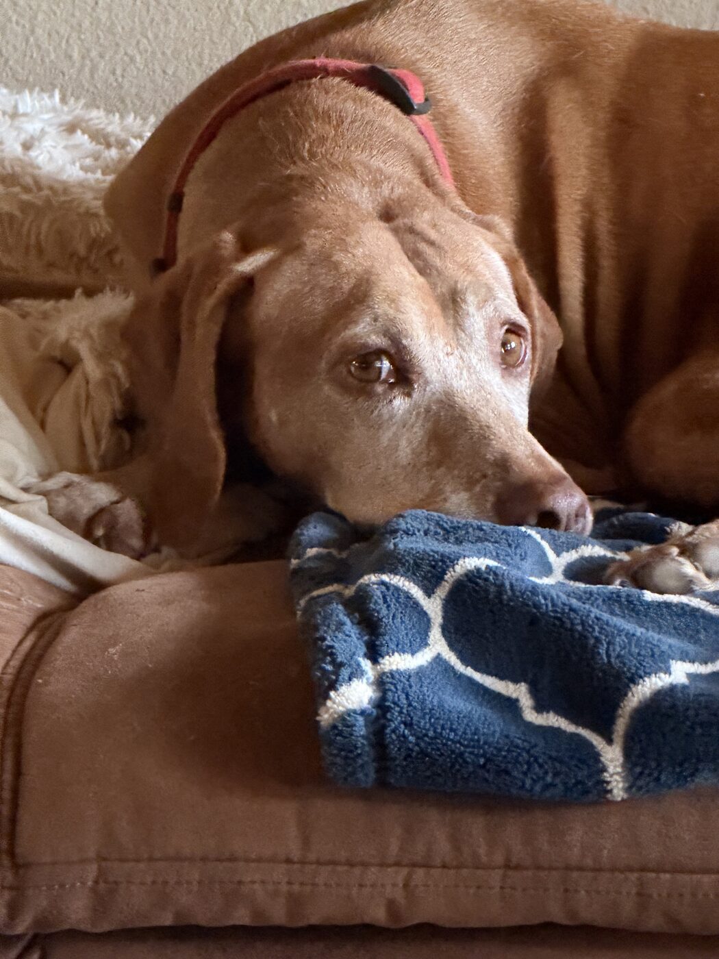 One of our adult Vizslas relaxing at home