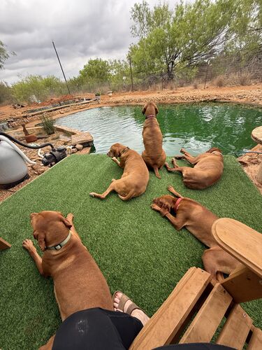 Five Vizslas lounging by the pond
