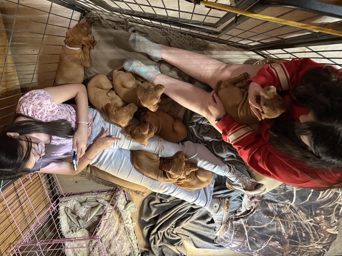 Family socializing time with the whole litter